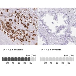 Pappalysin-2/PAPP-A2 Antibody, Novus Biologicals 0.1mL; Unlabeled:Antibodies,
